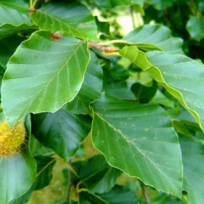 Fagus sylvatica (Hedging)