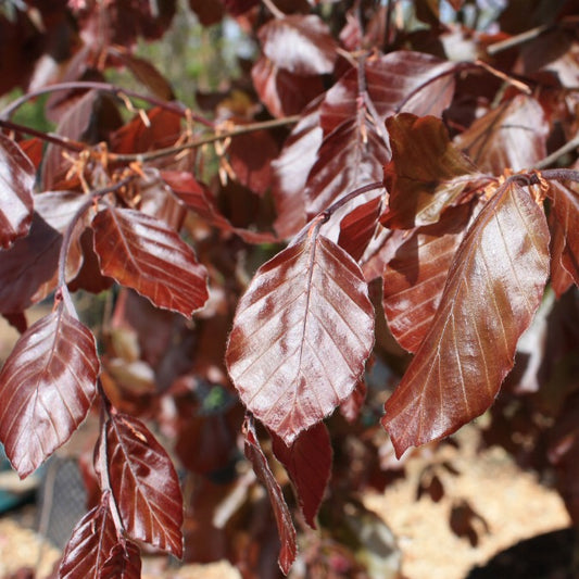 Fagus sylvatica 'Purpurea Pendula'