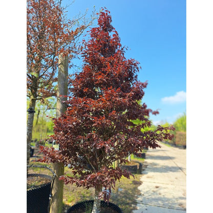 Fagus sylvatica 'Rohanii'