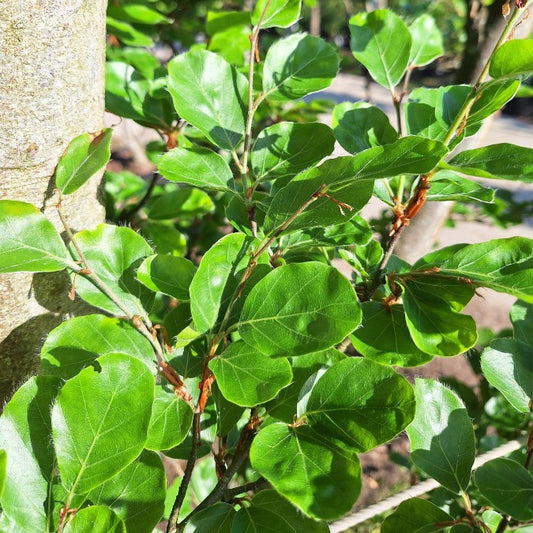 Fagus sylvatica 'Rotundifolia'