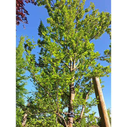 Fagus sylvatica 'Rotundifolia'