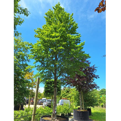 Fagus sylvatica 'Rotundifolia'