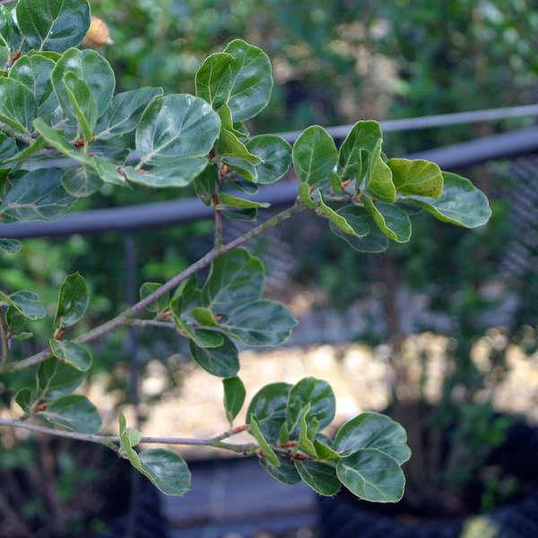 Fagus sylvatica 'Rotundifolia'