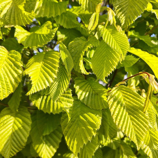 Carpinus betulus 'Columnaris'