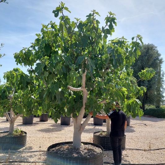 Ficus carica