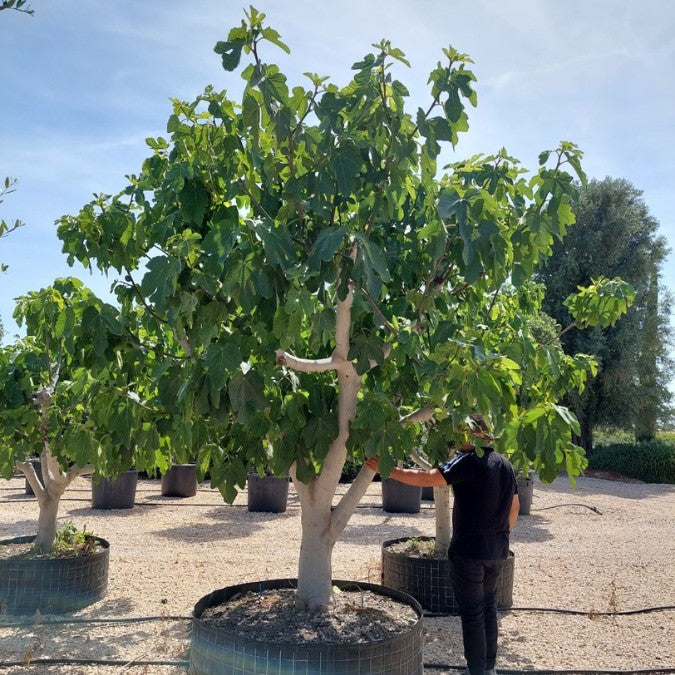 Ficus carica – Majestic Trees