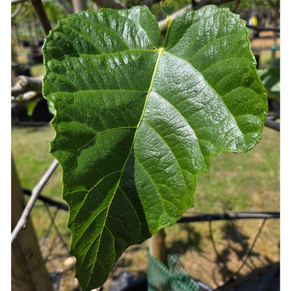 Ficus carica 'Dottato'