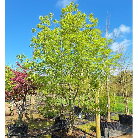 Fraxinus angustifolia 'Raywood'