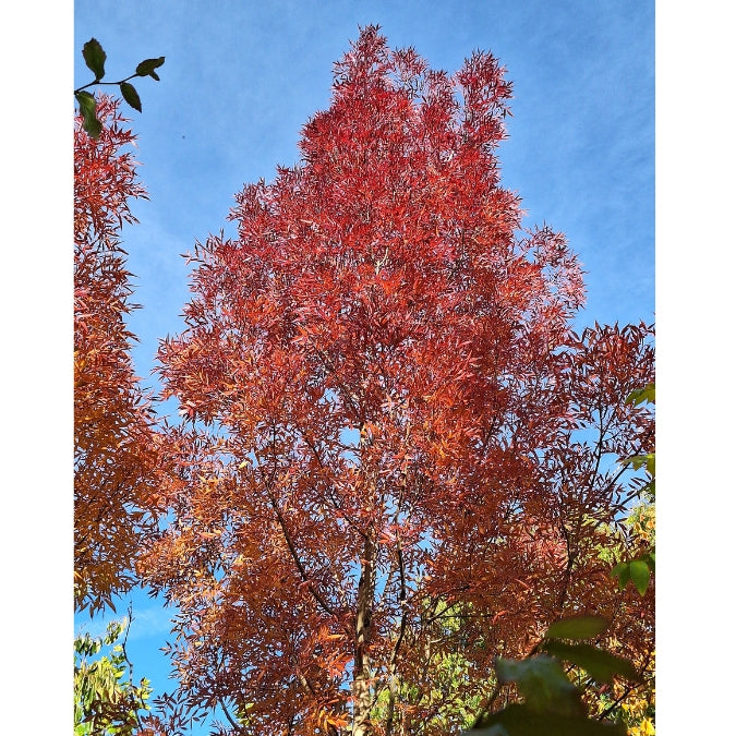 Fraxinus angustifolia 'Raywood'