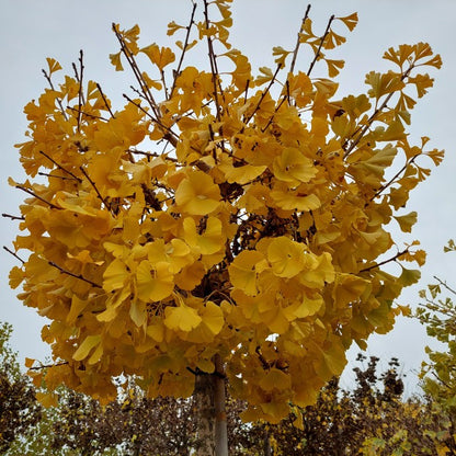 Ginkgo biloba 'Mariken'