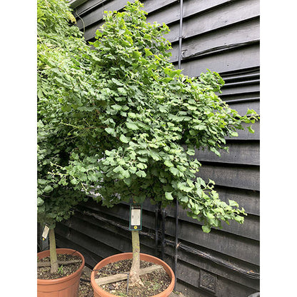 Ginkgo biloba 'Mariken'