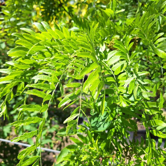 Gleditsia triacanthos 'Skyline'