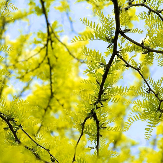 Gleditsia triacanthos 'Sunburst'