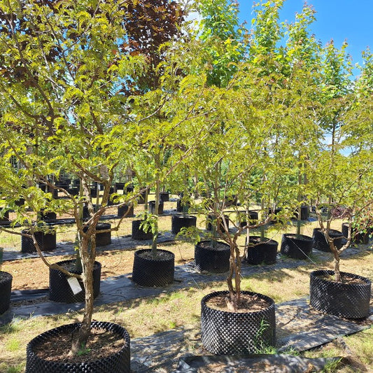 Gleditsia triacanthos 'Rubylace'