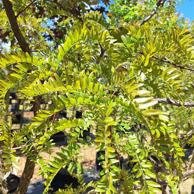 Gleditsia triacanthos 'Rubylace'