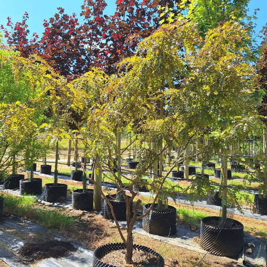 Gleditsia triacanthos 'Rubylace'