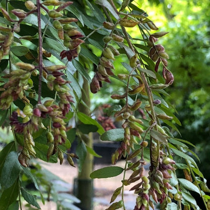 Gleditsia triacanthos 'Rubylace'