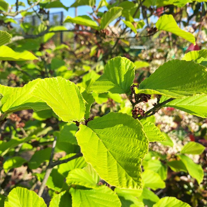 Hamamali Hamamelis mollis – Majestic Trees