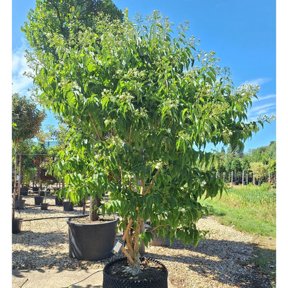 Heptacodium miconioides