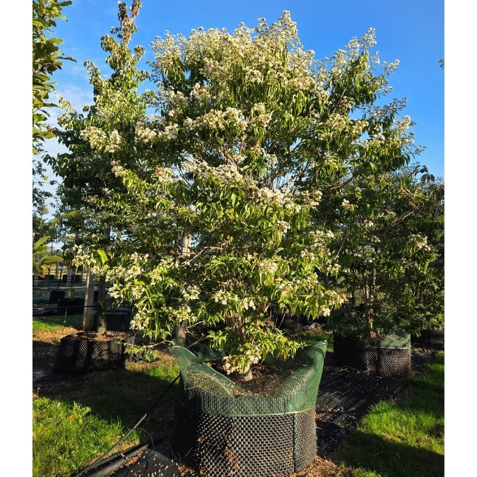Heptacodium miconioides