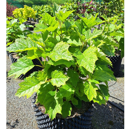 Hydrangea quercifolia 'Alice'