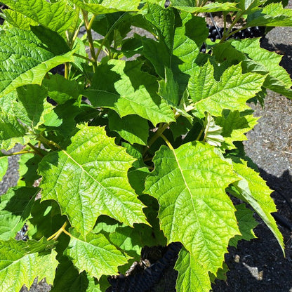 Hydrangea quercifolia 'Alice'