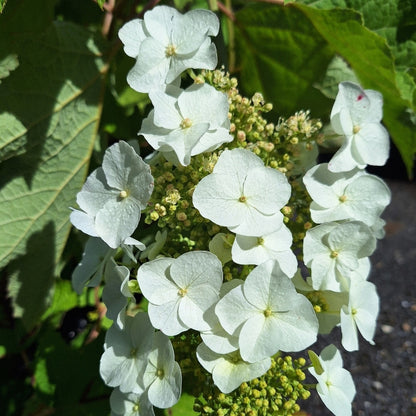 Hydrangea quercifolia 'Alice'