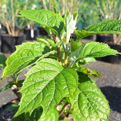 Hydrangea quercifolia 'Alice'