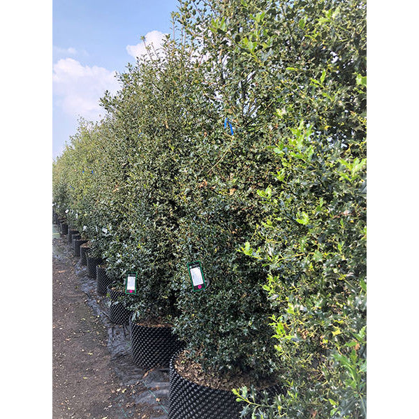 Ilex aquifolium