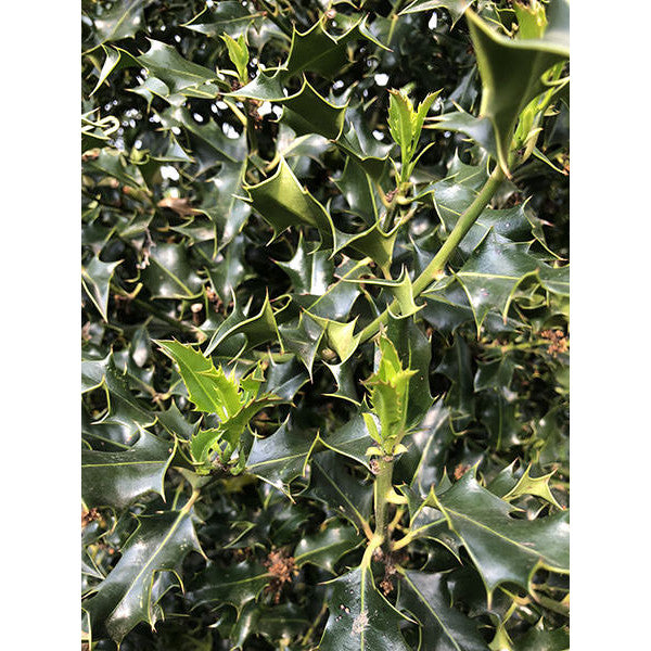 Ilex aquifolium