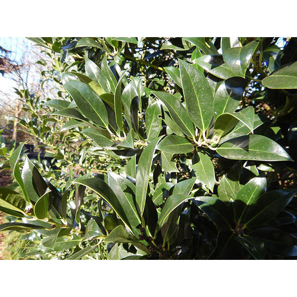 Ilex aquifolium 'Limsi'