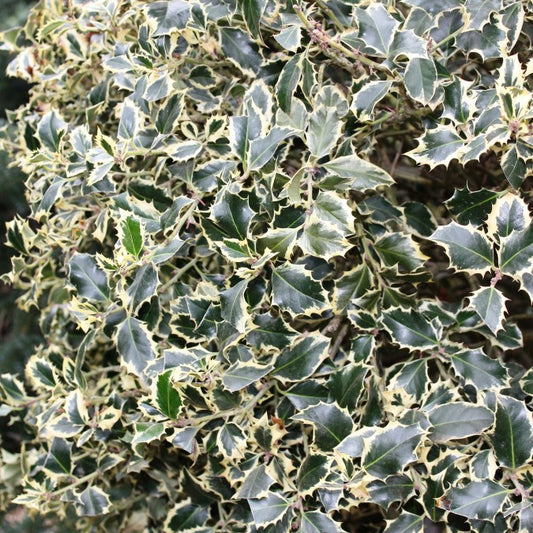 Ilex aquifolium 'Variegatum'