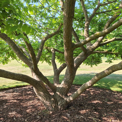 Juglans nigra