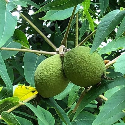 Juglans nigra