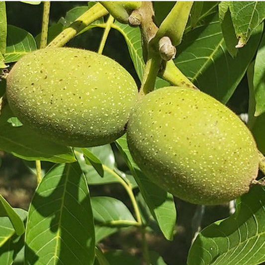 Juglans regia