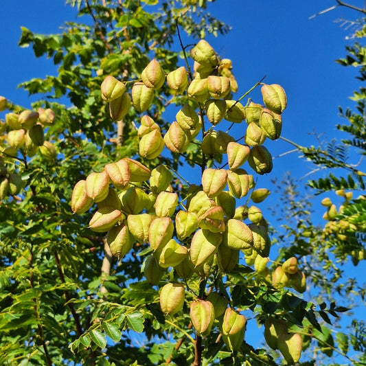 Koelreuteria paniculata