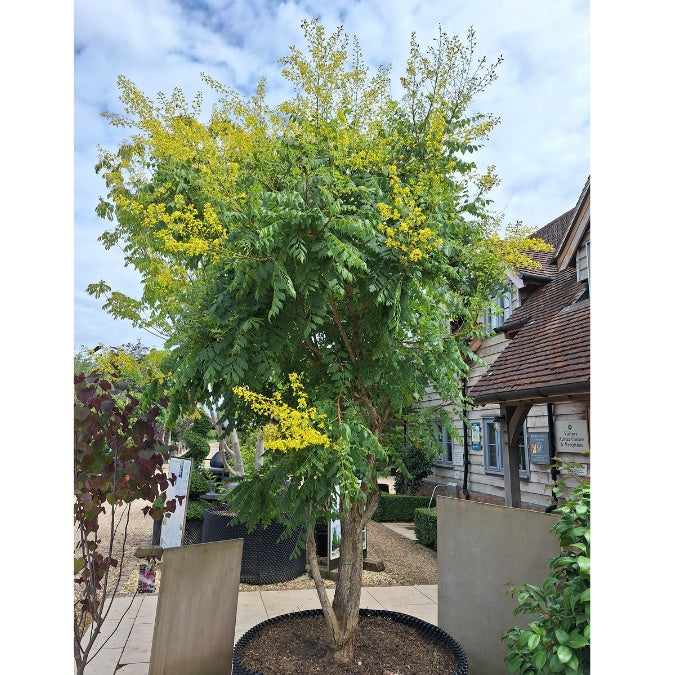 Koelreuteria paniculata