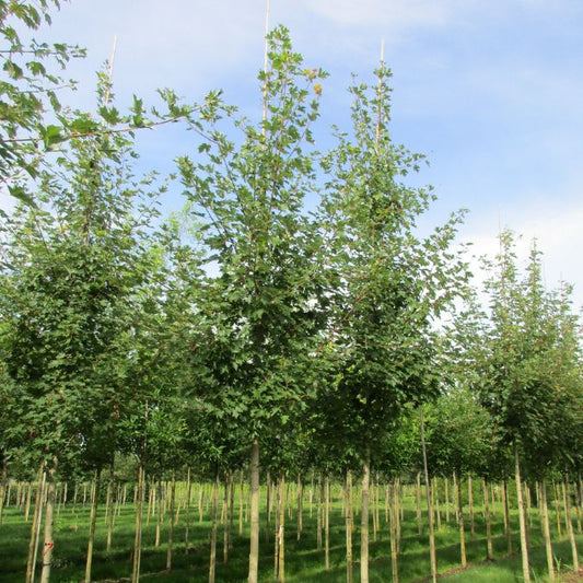 Acer saccharinum 'Floriade 2012'