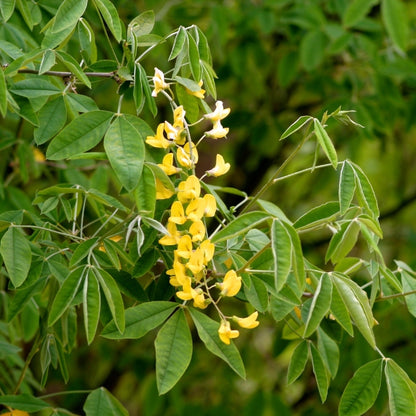 Laburnum anagyroides