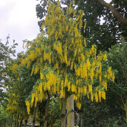 Laburnum x watereri 'Vossii'