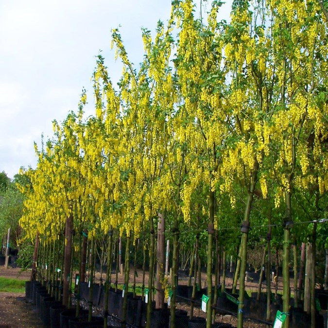 Laburnum x watereri 'Vossii'