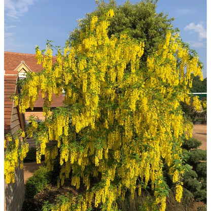 Laburnum x watereri 'Vossii'