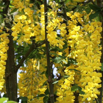 Laburnum x watereri 'Vossii'