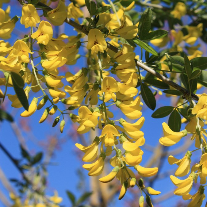 Laburnum x watereri 'Vossii'