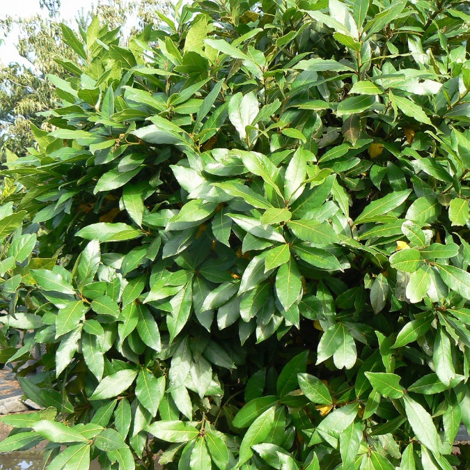 Laurus nobilis