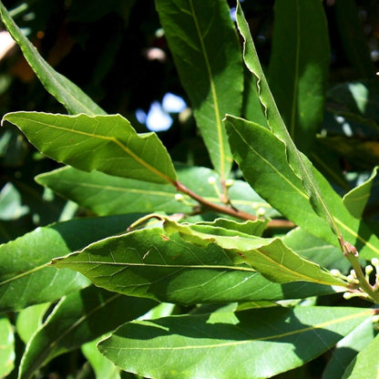 Laurus nobilis