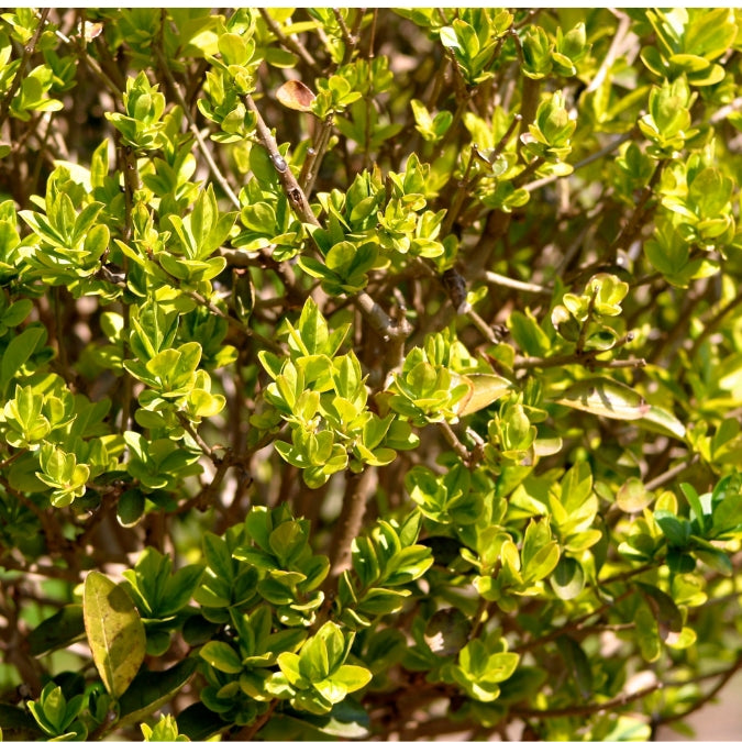 Ligustrum ovalifolium 'Aureum'