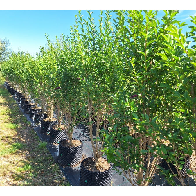 Ligustrum ovalifolium (Hedging)