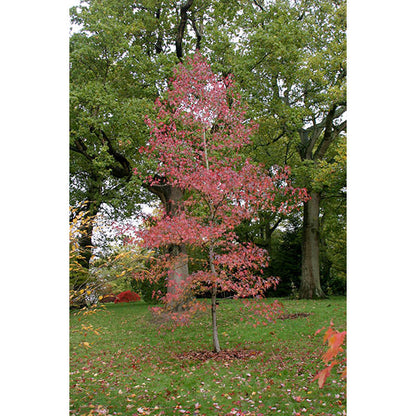 Liquidambar styr. 'Worplesdon'