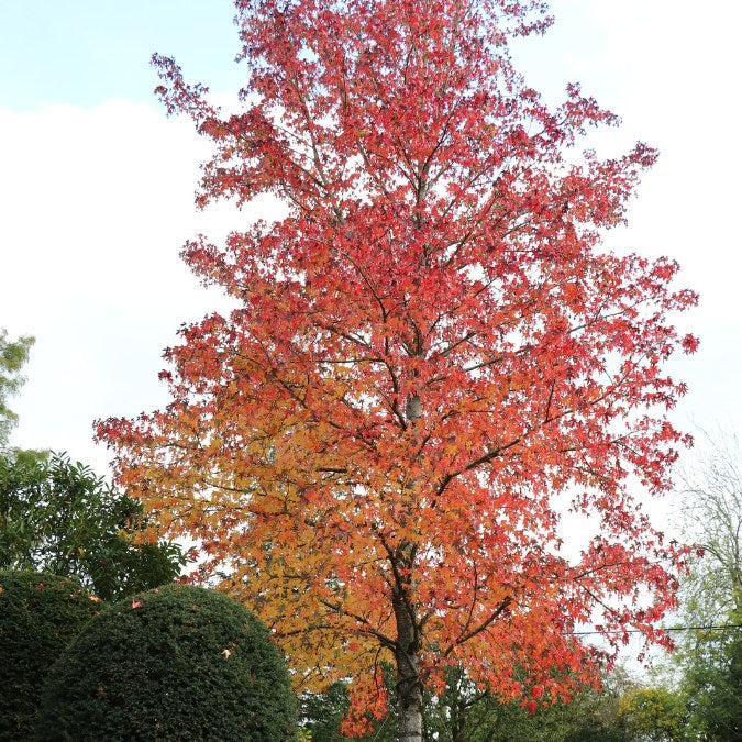 Liquidambar styr. 'Worplesdon'